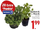 Basilikum XL oder Minze XL im EDEKA Prospekt Basilikum XL oder Minze XL von im aktuellen EDEKA Prospekt für 1,99 €