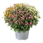 Chrysanthemenbusch-Trio im Angebot bei Lidl in Hamburg Chrysanthemenbusch-Trio Angebote bei Lidl Hamburg für 4,99 €