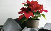 Poinsettia avec paillettes, Poinsettia en pot céramique et Poinsettia - Casino Supermarchés à Paris Poinsettia avec paillettes, Poinsettia en pot céramique et Poinsettia en promo chez Casino Supermarchés Paris