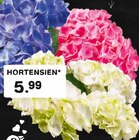 HORTENSIEN Angebote bei E center Frankenthal für 5,99 €