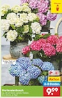 Hortensienbusch bei Netto Marken-Discount im Prospekt "" für 9,99 €