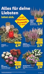 Lidl Grabgesteck im Prospekt Lidl Grabgesteck im Prospekt
