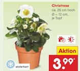Christrose im Angebot bei Netto Marken-Discount in Neu-Ulm Christrose Angebote bei Netto Marken-Discount Neu-Ulm für 3,99 €