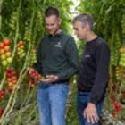 Aktuelle Tomaten Angebote bei Kaufland in Remscheid Aktuelles Dtsch. Cocktail-Rispentomaten Angebot bei Kaufland in Remscheid ab 1,69 €