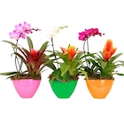 Composition de bromélia et orchidée - Carrefour à Metz Composition de bromélia et orchidée en promo chez Carrefour Metz à 14,99 €