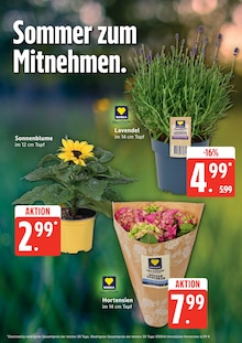 Blumen im aktuellen EDEKA Prospekt (Hamburg) Blumen im EDEKA Prospekt "Top Angebote" mit 27 Seiten (Hamburg)