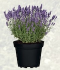 Lavendel Angebot in Freystadt Lavendel im aktuellen Prospekt bei bauSpezi in Freystadt