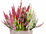 Knospenheide von Beauty Ladies High Five im aktuellen Hagebaumarkt Prospekt für 2,99 €