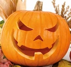 EDEKA Stadtlohn - Deutschland Speise- und Schnitzkürbis „Halloween“ Angebot im Prospekt Deutschland Speise- und Schnitzkürbis „Halloween“ bei EDEKA im Stadtlohn Prospekt für 3,99 €