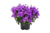 Promo Campanule à 2,99 € dans le catalogue Carrefour à Beaucaire