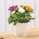 Chrysantheme Tricolore - Super U à Montpellier Chrysantheme Tricolore en promo chez Super U Montpellier à 4,99 €