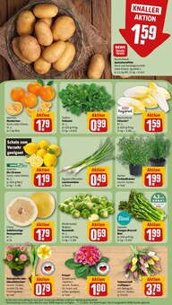 Pflanzen im REWE Prospekt "Dein Markt" mit 20 Seiten (Siegen (Universitätsstadt))