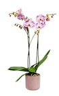 BOTANIC®-Phalaenopsis 2 branches avec son cache-pot en céramique diamètre 12 cm en promo chez Botanic BOTANIC®-Phalaenopsis 2 branches avec son cache-pot en céramique diamètre 12 cm dans le catalogue Botanic