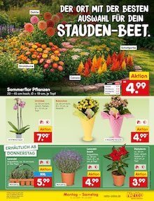 Blumen im aktuellen Netto Marken-Discount Prospekt (Oberhausen) Blumen im Netto Marken-Discount Prospekt "Aktuelle Angebote" mit 68 Seiten (Oberhausen)
