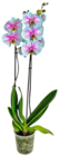 Orchidee gefärbt Angebote bei Kaufland Moers für 10,99 €