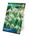 Blumenzwiebeln Angebote bei Netto mit dem Scottie Greifswald für 2,99 €