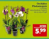 Orchidee Phalaenopsis im Angebot bei Marktkauf in Leipzig Orchidee Phalaenopsis Angebote bei Marktkauf Leipzig für 5,99 €