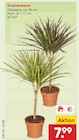 Aktuelles Drachenbaum Angebot bei Netto Marken-Discount in Dortmund ab 7,99 €