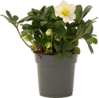 Hellébore Niger Christmas Carol - Botanic à Antony Hellébore Niger Christmas Carol en promo chez Botanic Antony à 6,99 €