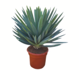 "Blue Swan" im toom Baumarkt Prospekt "Blue Swan" von Blaue Palmlilie (Yucca) im aktuellen toom Baumarkt Prospekt für 79,99 €