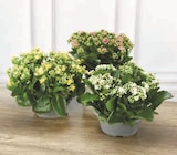 Kalanchoe - Super U à Issy-les-Moulineaux Kalanchoe en promo chez Super U Issy-les-Moulineaux à 8,99 €