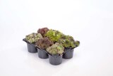 Aktuelle Pflanzen Angebote bei Lidl in Jena Aktuelles Sempervivum Angebot bei Lidl in Jena ab 4,49 €