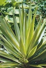 Hyper U Gujan-Mestras - Promo Yucca Jewel et Émilia Promo Yucca Jewel et Émilia à 39,90 € dans le catalogue Hyper U à Gujan-Mestras