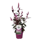Sommerstauden Mix oder Federbusch Celosia Wild Pink Angebote bei EDEKA Norderstedt für 5,00 €