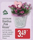 Dianthus 'Pink Kisses' von Gardenline im aktuellen ALDI Nord Prospekt