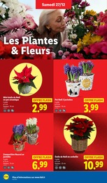 Offre Plante Verte dans le catalogue Lidl du moment à la page 30