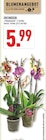 Orchideen Angebote bei Marktkauf Neuss für 5,99 €
