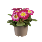 Primulas Accaulis en promo chez Lidl Reims à 0,98 €