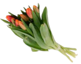 Aktuelle Blumen Angebote bei EDEKA in Hamburg Aktuelles Moosrosen Angebot bei EDEKA in Hamburg ab 3,49 €