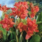 Promo Bulbes Arums Aethiopica Blanc à 2,99 € dans le catalogue Super U à Vannes