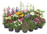 Sommerblüher & Stauden für 1,79 € bei Lidl im Angebot Sommerblüher & Stauden im aktuellen Lidl Prospekt