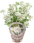 Aktuelle Blumen Angebote bei Kaufland in Mönchengladbach Aktuelles Edelweiß Angebot bei Kaufland in Mönchengladbach ab 3,79 €