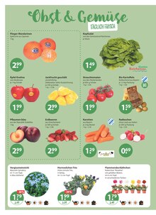 Erdbeeren im V-Markt Prospekt "V-Markt einfach besser einkaufen" mit 26 Seiten (Regensburg)