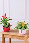 U Express La Clayette - Promo Composition de plantes Promo Composition de plantes à 7,19 € dans le catalogue U Express à La Clayette