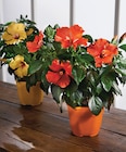Hibiscus pot 19 cm en promo à 14,99 € chez Intermarché Super Hibiscus pot 19 cm dans le catalogue Intermarché Super