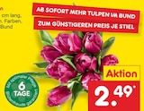 Aktuelles Tulpen Angebot bei Netto Marken-Discount in Lübeck ab 2,49 €