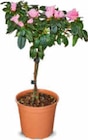 Azalee Stämmchen im Angebot bei Netto Marken-Discount in Peine Azalee Stämmchen Angebote bei Netto Marken-Discount Peine für 5,99 €