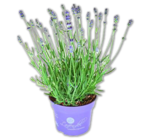 Lavendel im Angebot bei Penny in Mülheim Lavendel Angebote bei Penny Mülheim für 1,99 €