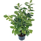 Aktuelles Kirschlorbeer Angebot bei OBI in Wuppertal ab 6,49 €