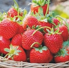 Plants de Fraisiers dans le catalogue Carrefour