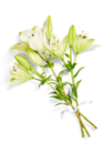 Lilien für 2,99 € bei Kaufland im Angebot Lilien im aktuellen Kaufland Prospekt