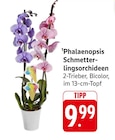 EDEKA Rheinbrohl - Phalaenopsis Schmetterlingsorchideen Angebot im Prospekt Phalaenopsis Schmetterlingsorchideen bei EDEKA im Rheinbrohl Prospekt für 9,99 €