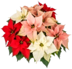 Weihnachtsstern  im aktuellen Kaufland Prospekt für 5,99 €