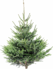 Botanic Fèves - Promo Sapin naturel Nordmann coupé Promo Sapin naturel Nordmann coupé à 39,99 € dans le catalogue Botanic à Fèves