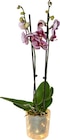 Carrefour Montigny-lès-Cormeilles - Promo Orchidée lumineuse Promo Orchidée lumineuse à 12,99 € dans le catalogue Carrefour à Montigny-lès-Cormeilles
