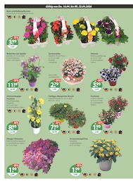 Gartenbepflanzung im V-Markt Prospekt "V-Markt einfach besser einkaufen" auf Seite 22